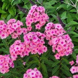 Meet your Posher, Judy